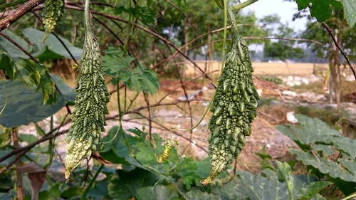 Miniatura 2 de TomorrowSeeds - Semillas de melón amargo Black Pearl - Más de 15 unidades - para plantar calabaza amarga india Karela Balsam Pera Fu Qua F1 Jardín