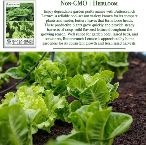 Miniatura 3 de Buttercrunch - Semillas de lechuga Butterhead para plantar, 1000 semillas tradicionales por paquete, semillas de jardín de Isla