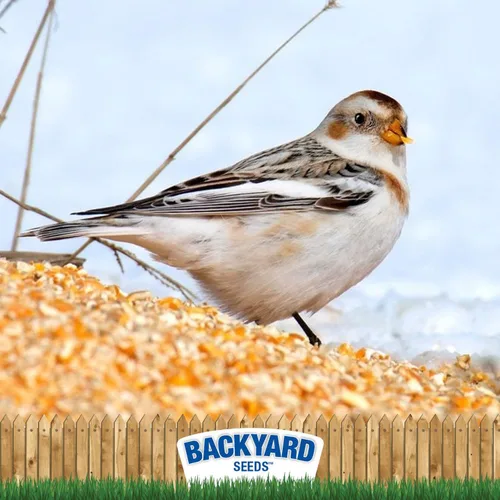 Miniatura 4 de CountryMax Backyard Seeds - Maíz agrietado de 10 libras – Alimento animal de alta energía para pollos, ardillas, ciervos y aves silvestres