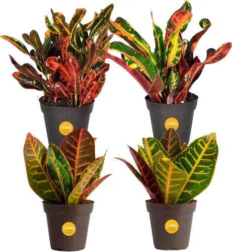 Miniatura 10 de Costa Farms Croton Petra - Plantas vivas (paquete de 2), plantas de interior y exterior en macetas, mezcla de tierra para macetas, plantas Maceta