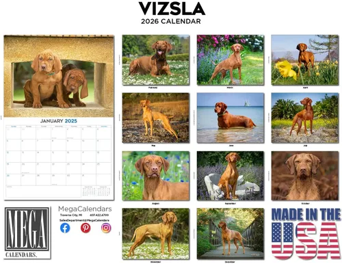 Miniatura 114 de Razas de Perros 2017 ESKIMO AMERICANO
