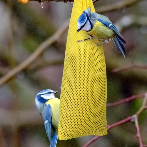 Miniatura 6 de Shappy 6 unidades de comederos de pinzones para colgar en exteriores, calcetines de cardo y pájaro para pájaros y semillas de cardo