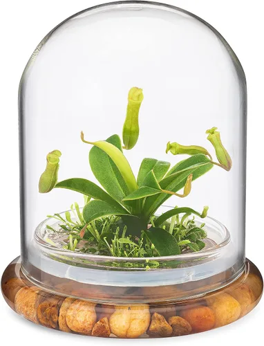 Terrario de planta viva Nepenthes tobaica sin mantenimiento (con musgo Sundew) en frasco de vidrio autosostenible, sin mantenimiento, gran regalo