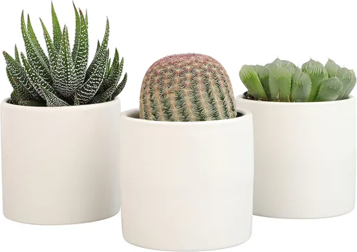 Miniatura 13 de Plants for Pets - Plantas vivas de poca luz en macetas de cerámica para suculentas (paquete de 3), planta suculenta Gasteria y plantas de cactus