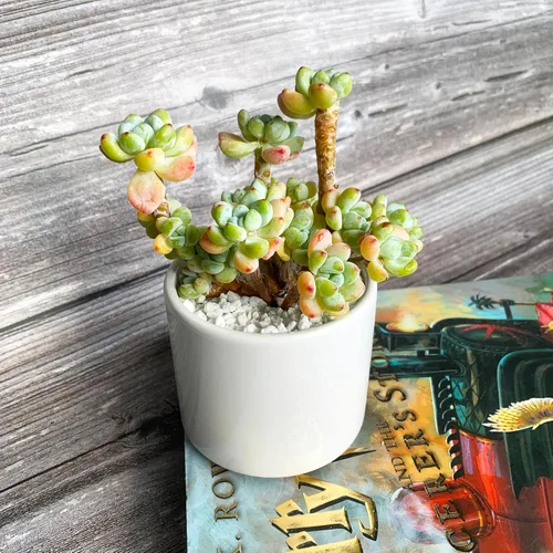 Miniatura 23 de Dudleya Gnoma S.W.McCabe Plantas suculentas raras vivas, 5-7 cabezas de 3.5" Raíz desnuda sin maceta y tierra, decoración para jardín