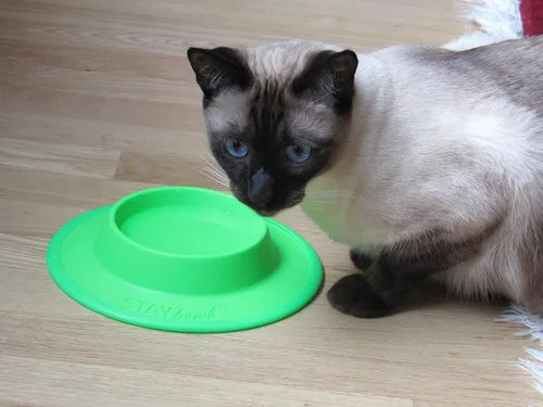 Tazón de comida y agua para mascotas para gatos, perros de raza de juguete, dragones barbudos, tortugas y mascotas pequeñas (3/4 taza en cuatro