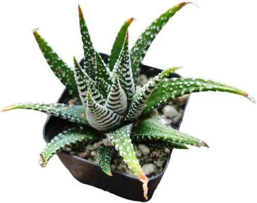 Miniatura 5 de Plantas Haworthia vivas (maceta de 2" retusa f. geraldii)