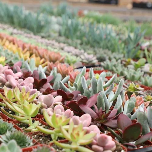 Miniatura 4 de Paquete de plantas suculentas vivas (paquete de 6), plantas suculentas reales y mini plantas para principiantes, plantas de casa vivas, mini