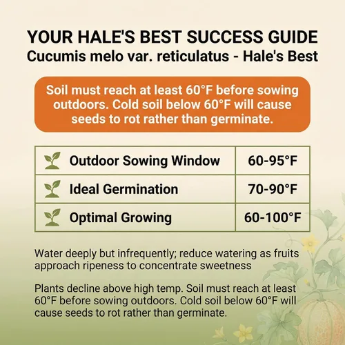 Miniatura 3 de 50 Hale's Best Cantaloupe Seeds for Planting - Sweet Aromatic Heirloom, Non-GMO, USA Grown by RDR Seeds