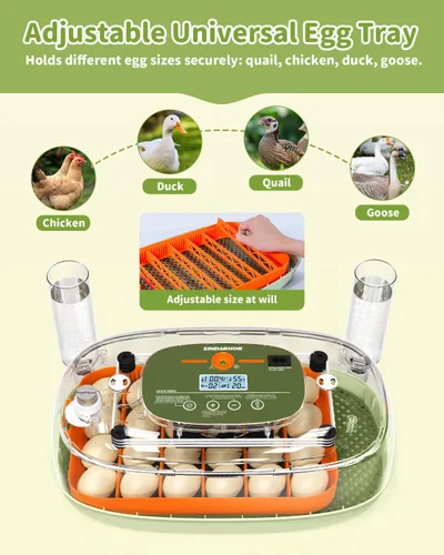 Miniatura 7 de Incubadora de huevos para 24 huevos de pollo con volteador automático, control digital de temperatura y pantalla de humedad, ovoscopio, incubadora