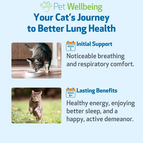 Miniatura 4 de Pet Wellbeing Oro pulmonar para gatos – Apoyo inmunológico pulmonar, salud respiratoria inferior, vías respiratorias abiertas, respiración normal