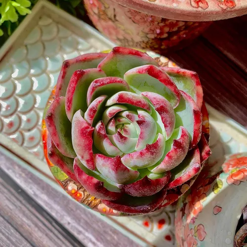 Miniatura 5 de Echeveria Agavoides Cassius - Kit de suculentas abigarradas, con maceta de plástico, 1 cabeza de planta viva de 2.5 pulgadas, suelo comprimido