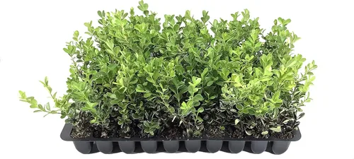 Boj japonés – 3 plantas vivas – Tamaño de maceta de 2 pulgadas – Buxus Microphylla – Arbusto de hoja perenne formal resistente al frío de rápido