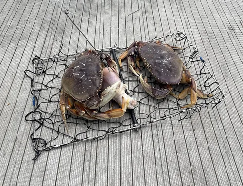 Miniatura 4 de AirFly Foldable Castable Crab Trap - Crab Hawk & Crab Jaw Star Trap with Bait Clip - Portable Fishing Rod Crab Pot for Blue Crabs & Dungeness