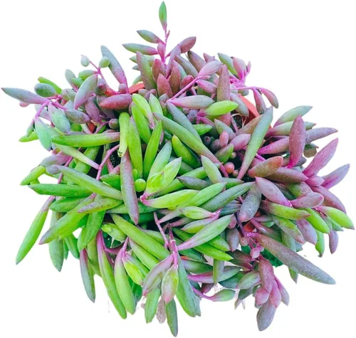 Miniatura 4 de Suculenta Viva Othonna Capensis Collar de Rubí de 4 pulgadas, Plantas Suculentas Vivas, Plantas Suculentas Totalmente Enraizadas, Planta