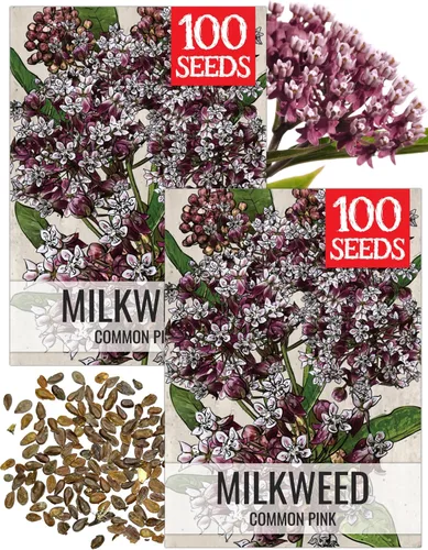 Miniatura 29 de Seed Needs Semillas de algodoncillo naranja para plantar malezas de mariposa, semillas de flores perennes sin tratar para cultivar un jardín