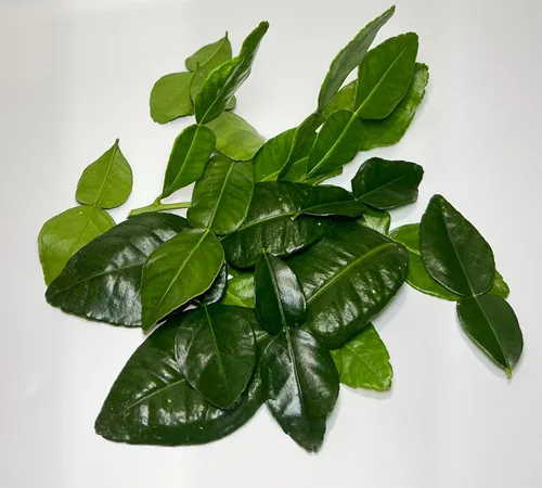Miniatura 3 de Hojas frescas de lima kaffir - 1 onza.. Lo mejor en Amazon Envolvemos cuidadosamente las hojas de lima kaffir recién recogidas en una hoja