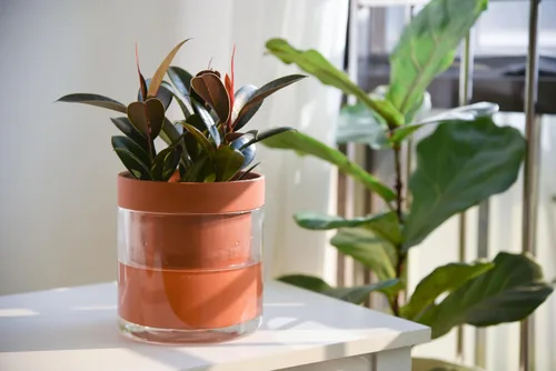Miniatura 5 de Maceta Phoenix Vine de 6 Pulgadas con Riego Automático, Maceta de Arcilla Terracota con Reservario de Vidrio para Plantas de Interior, Hierbas