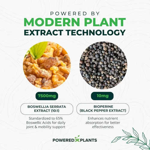 Miniatura 4 de Boswellia Serrata Suplemento de apoyo articular de Powered by Plants - 65% de ácidos boswélicos de alta potencia con bioperina - Apoya la inmunidad