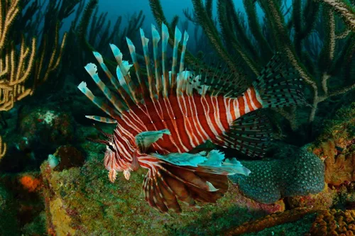 Miniatura 2 de Póster laminado de pez león nadando en el mar Caribe, póster de pescado fresco, decoración de pared acuática, imágenes de peces de pared, imagen