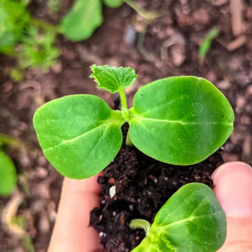 Miniatura 7 de Seed Needs Semillas de cucamelón/semillas de pepino de limón para plantar, sin OMG, herencia y verduras sin tratar, cultiva un huerto al aire libre