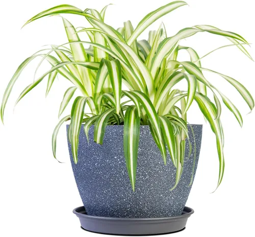 Miniatura 8 de Perfect Plants Planta de araña abigarrada inversa en maceta de cultivo de 6 pulgadas Planta de interior viva para cultivo en interiores Fácil