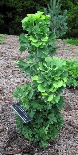 Ginkgo Biloba Jehosaphat 1 - Año Injerto