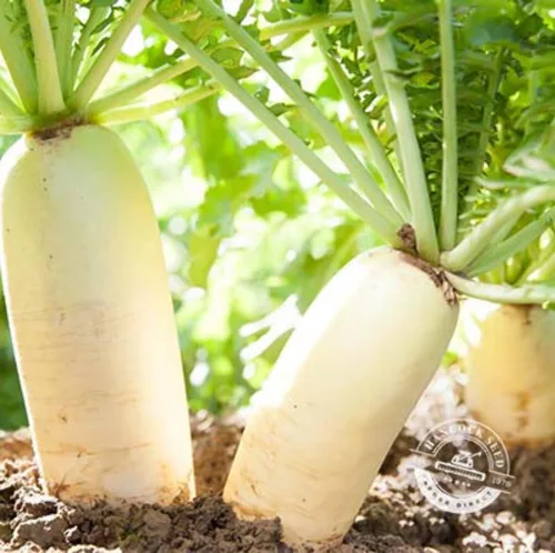 Miniatura 10 de Hancock Seed Co. Semillas de rábano Daikon, 50 libras.