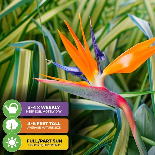 Miniatura 4 de Planta viva de Ave del Paraíso naranja - Strelitzia Reginae de Wellspring Gardens - Flor tropical perenne, planta exótica para interior/exterior