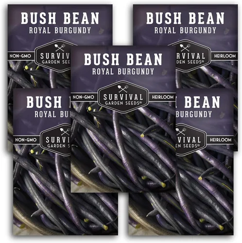 Miniatura 12 de Survival Garden Seeds - Semilla de frijol burdeos real para plantar - Paquete con instrucciones para plantar y cultivar frijoles morados sin hilo