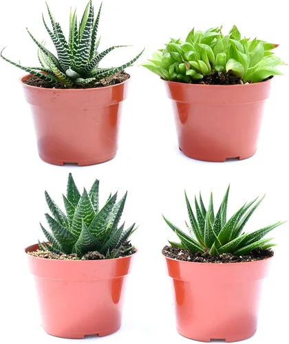 Plantas suculentas de interior vivas - Suculentas grandes surtidas de 4 pulgadas - Plantas suculentas de interior totalmente enraizadas (4)