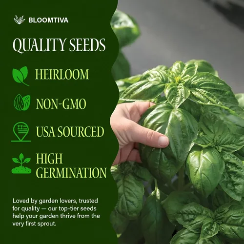 Miniatura 2 de 2000 semillas de albahaca para plantar, hojas grandes italianas, sin OMG y hierbas tradicionales para plantar, albahaca Tulsi cultivada en Estados