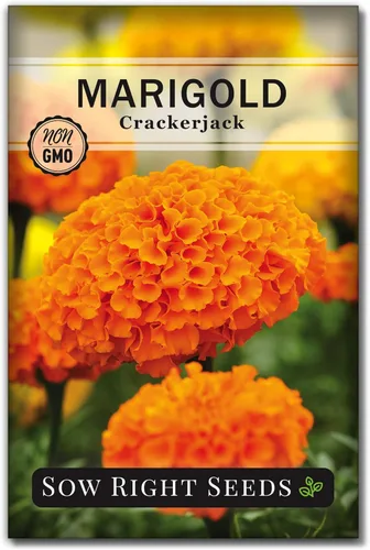 Miniatura 7 de Sow Right Seeds - Semillas de caléndula Crackerjack para plantar al aire libre - Flores de caléndula africana de alto rendimiento - Caléndulas