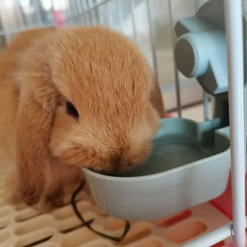 Miniatura 7 de Comedero de agua para conejos, sin fugas, 17 onzas, sin goteo, para conejillo de indias, hámster, chinchilla, hurón, animal pequeño Azul