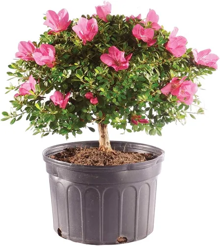 Miniatura 15 de Brussel's Bonsai Live Satsuki Azalea - Árbol bonsái floreciente - Grande, 8 años de edad, 10 a 14 pulgadas - Maceta de cerámica para bonsái