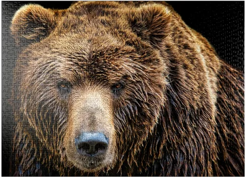 Miniatura 9 de MyPuzzle Brown Bear Ursus Arctos Beringianus - Rompecabezas prémium de 100 piezas para adultos