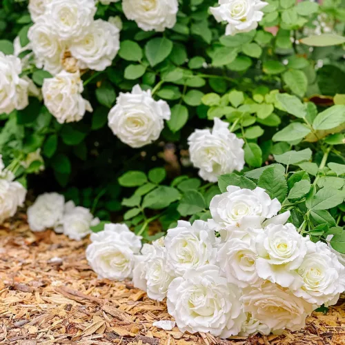 Miniatura 4 de Planta de rosa viva para plantar en interiores y exteriores, 5-10 pulgadas de alto, flores fragantes bien enraizadas, arbusto de rosas (rosa blanca)