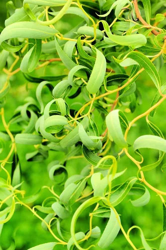 Willow Trees Gold Curly - Árboles atractivos de buena suerte de rápido crecimiento - Este para cultivar árboles de paisaje, jardín o patio. (2
