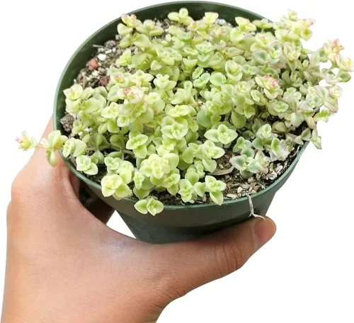 Miniatura 4 de Sedum Little Missy Succulent (maceta de plástico de 4 pulgadas) - Suculenta abigarrada viva y saludable