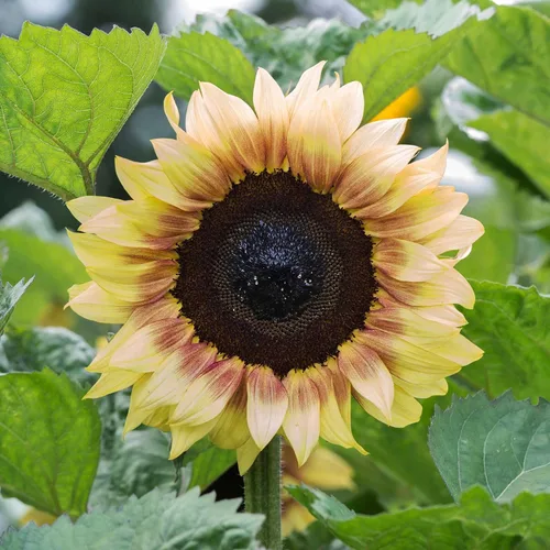 Miniatura 58 de Eden Brothers Semillas de girasol - Autumn Beauty