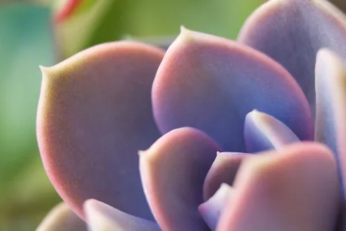 Miniatura 7 de Fat Plants San Diego Mezcla de tierra prémium para cactus y suculentas, para plantas de cactus, palmeras y cítricos, cultivadas en recipientes