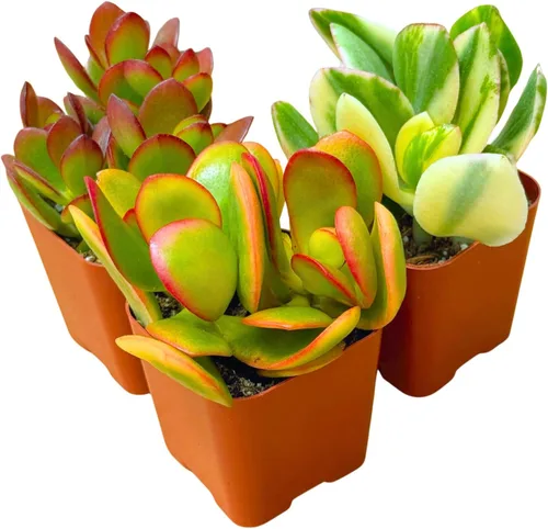 Plantas suculentas vivas Jade Plant 2" Paquete de 3 colección sorpresa, colección inicial de plantas vivas de jade, plantas suculentas vivas en