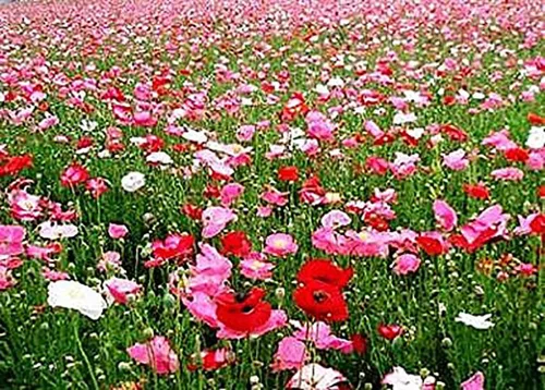 Miniatura 3 de 10,000 semillas de amapolas Double Shirley: semillas de amapola pastel