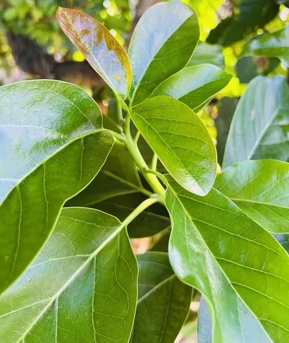 Miniatura 3 de Hojas de aguacate verde fresco de 4 onzas (30 a 60 hojas) Pick Fresh By Order Sin pesticidas, sin productos químicos frescos de Florida, árbol