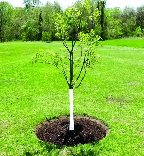 Miniatura 3 de Dewitt Envoltura para árbol de 3 pulgadas x 50 pies color Blanco TW3W, Blanco