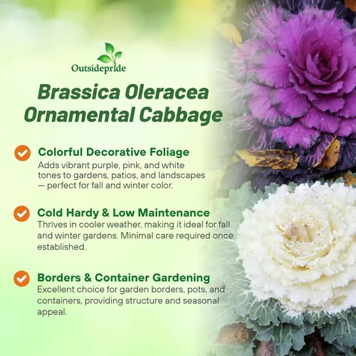 Miniatura 3 de Outsidepride Semillas de flores ornamentales de col – 1000 unidades. Semillas anuales, tolerantes al frío y de bajo mantenimiento, semillas