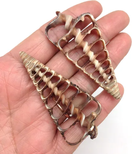 Miniatura 10 de PEPPERLONELY 20 piezas de estrombo de corte central Canarium Sea Shells, 2 pulgadas ~ 2-1/2 pulgadas