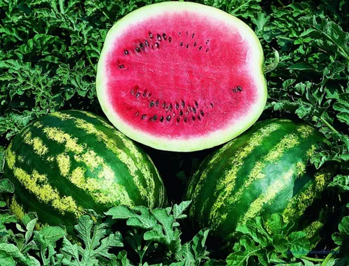 Miniatura 2 de Semillas Sandía Carmesí Frutas Dulces No GMO Heirloom