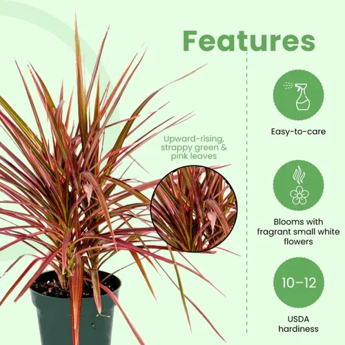 Miniatura 4 de American Plant Exchange Dracaena 'Colorama' - Maceta de 6 pulgadas - Planta de interior colorida viva con follaje a rayas rosas y verdes, planta