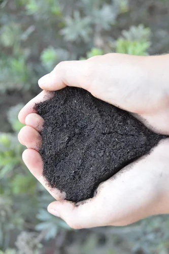Miniatura 4 de Fundición de gusanos prémium – Constructor de suelo 100% natural y fertilizante para jardines, plantas de interior y macizos de flores, sin olor